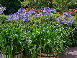 5 Flores pequenas para colorir se jardim