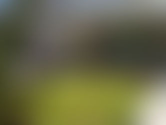 Guia completo de cuidados com cactos