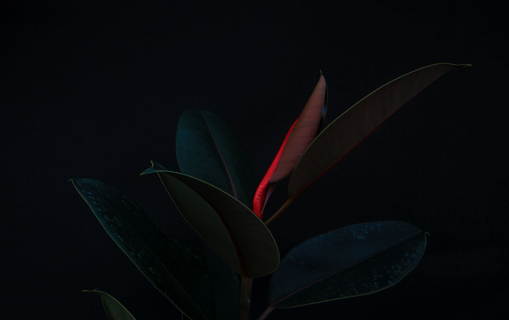 Ficus Elastica Burgundy