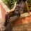 Thumbnail: Premium Co-ord Set - 2pc - IDH00225