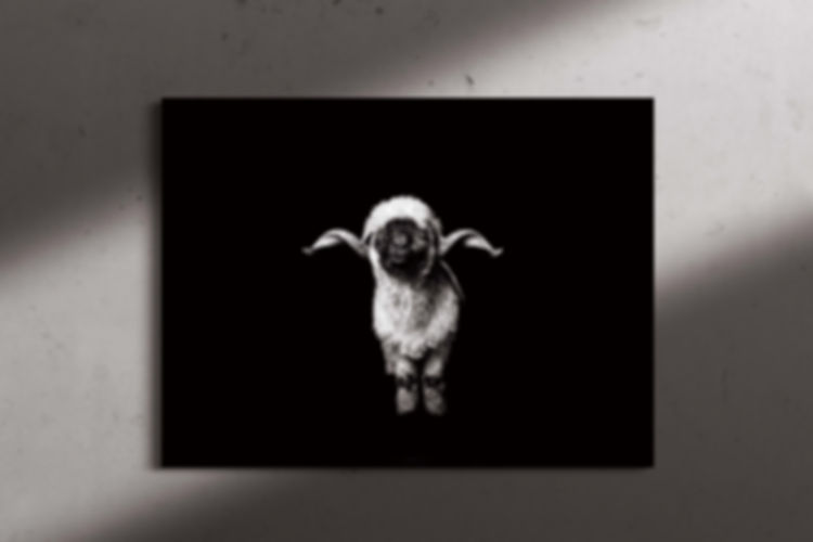 Special Edition Lambert 3