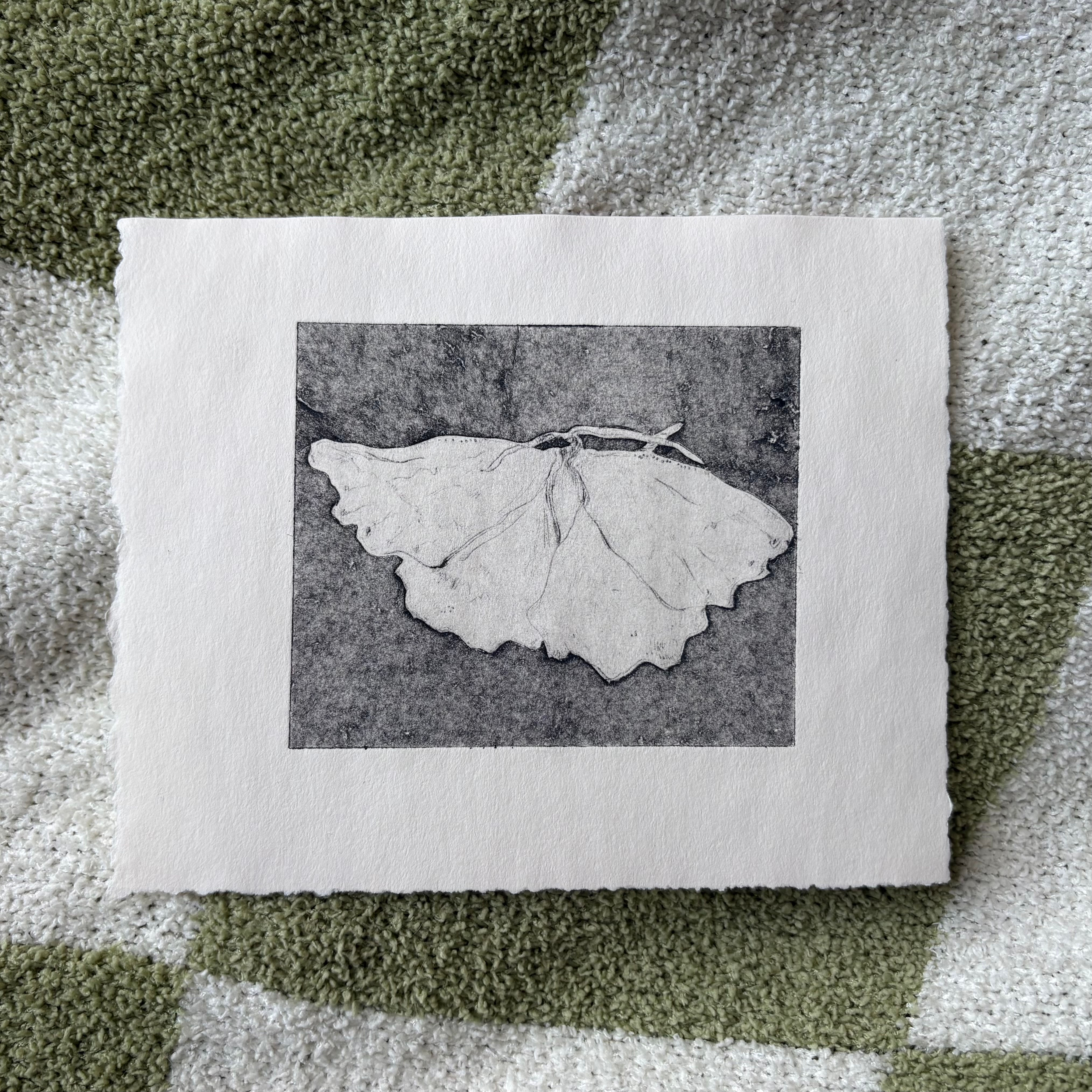 House Moth Original Etching (ghost print)
