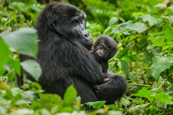 Gorillas-are-normally-quite-relaxed-around-humans-yet-take-extra-care-when-you-see-one-wit