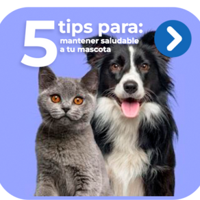 Señales de que tu mascota necesita ir al veterinario de inmediato