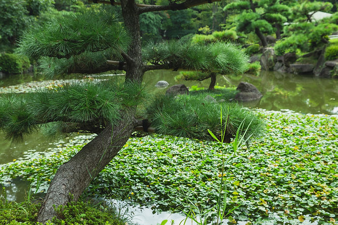 Black pine landscape