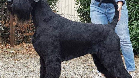 Conditions médicales du Schnauzer géant