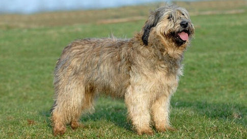 Chien de berger Catalan