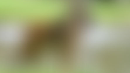 Conditions médicales du Berger Belge Tervueren