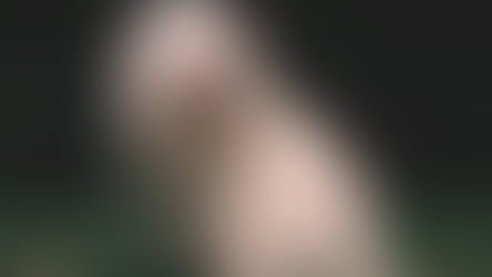 Conditions médicales du Bichon havanais