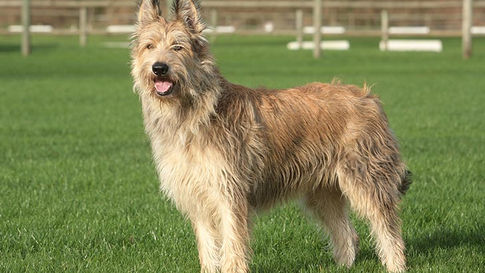 Conditions médicales du Berger de Picardie