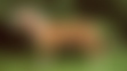 Conditions médicales du Chien courant espagnol