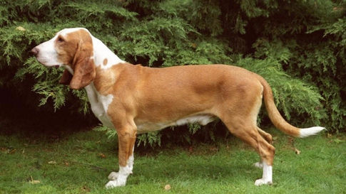 Conditions médicales du Chien courant espagnol