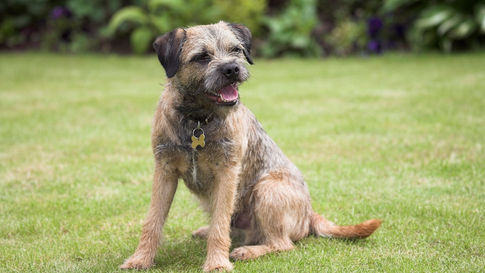 Border Terrier