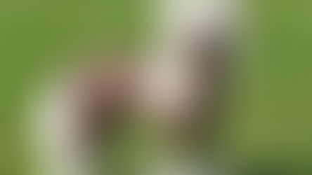 Conditions médicales du Chien chinois à crête