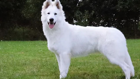 Berger blanc Suisse