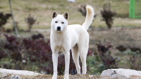 Jindo