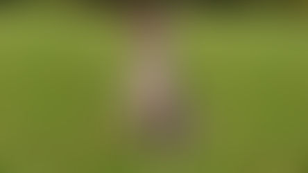 Conditions médicales du Griffon d'arrêt slovaque à poil dur