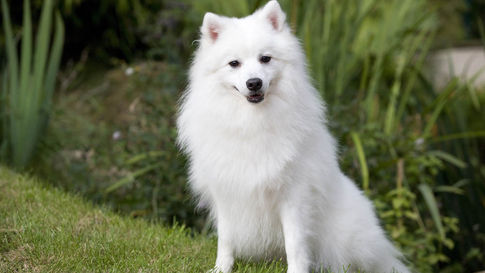 Spitz japonais