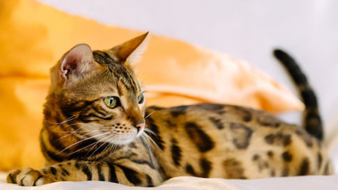 Puces et dermatite allergique aux piqûres de puces (DAPP)