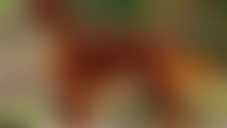 Conditions médicales du Setter irlandais