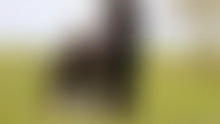 Conditions médicales du Chien d'eau portugais 