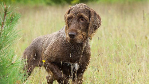 Conditions médicales du Pudelpointer