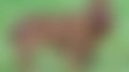 Conditions médicales du Épagneul du Sussex