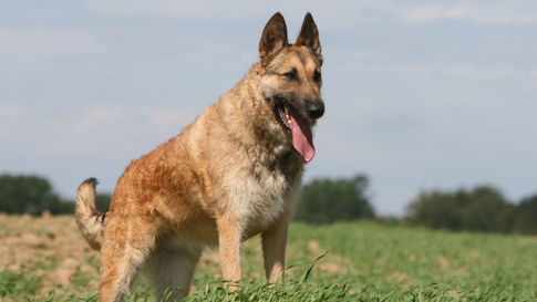 Berger Belge Laekenois