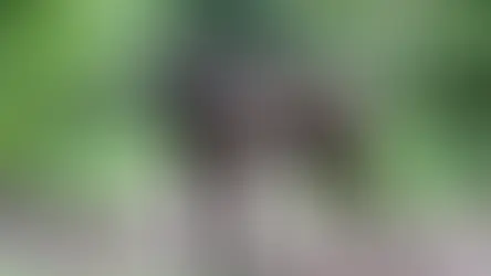 Conditions médicales du Cane Corso