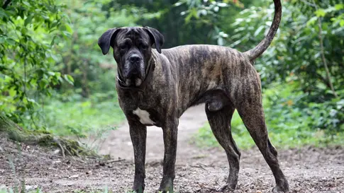 Conditions médicales du Cane Corso