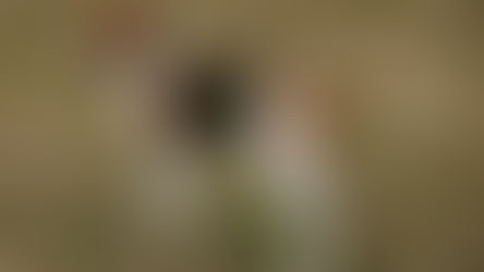 Conditions médicales du Beagle-Harrier