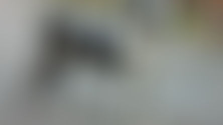 Conditions médicales du Dogue Allemand