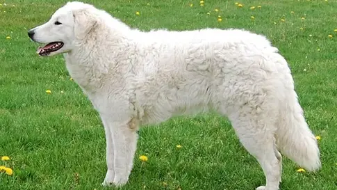 Conditions médicales du Kuvasz