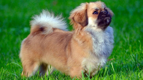 Conditions médicales du Épagneul tibétain