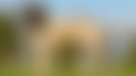 Conditions médicales du Mastiff 