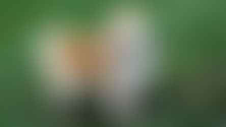 Conditions médicales du Chihuahua 