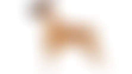 Conditions médicales du Boxer