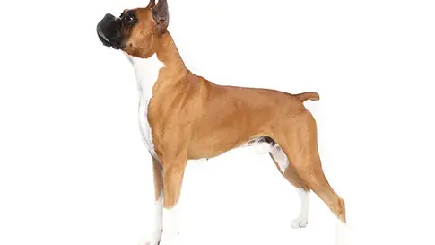 Conditions médicales du Boxer