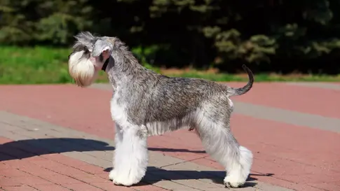 Conditions médicales du Schnauzer nain