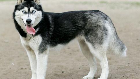 Husky sibérien