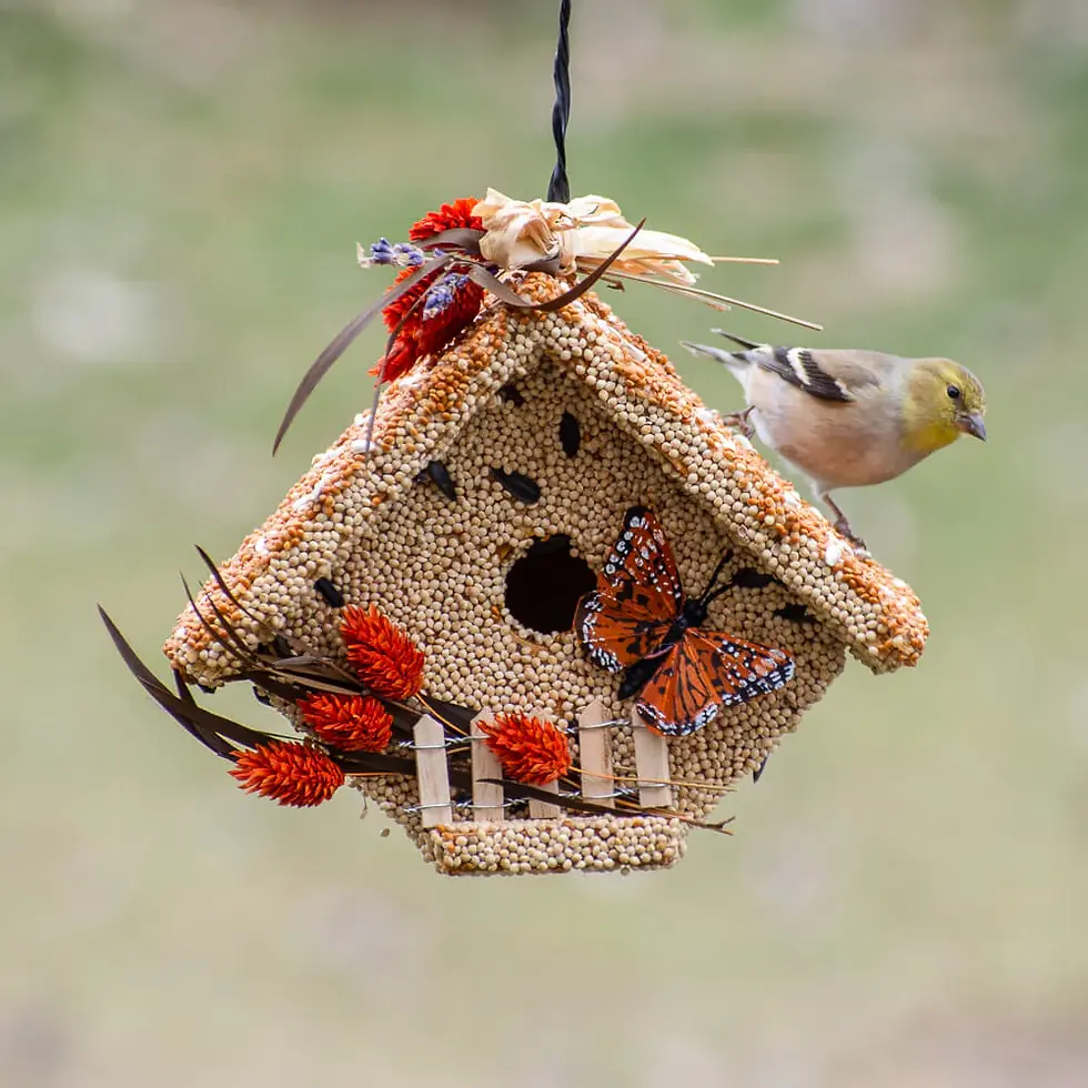 Create your own seeded bird house