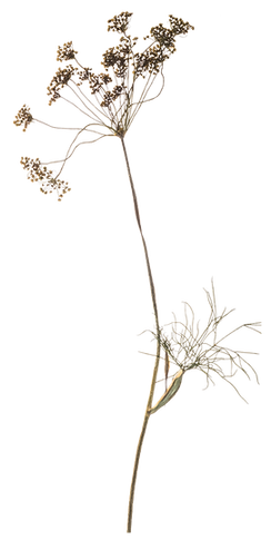 Hand Pressed Flora.png