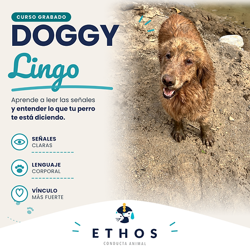 portada_doggy_lingo.png