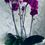 Thumbnail: Phalaenopsis Orchid 