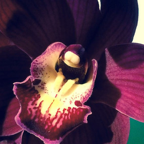 Cymbidium Orchid