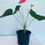 Миниатюра: Anthurium Pot Plant