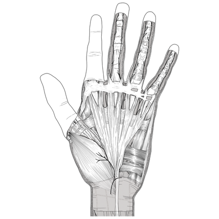 Hand Dissection