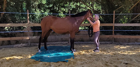 Desensibilisation avec bache d'un cheval