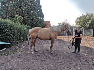 Observation du cheval à l'arret.