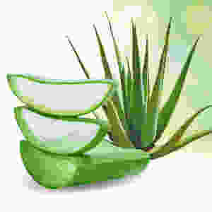 Aloe Vera has a natural fragrance